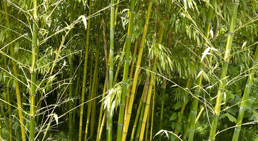 Netl Kraggenburg bamboe