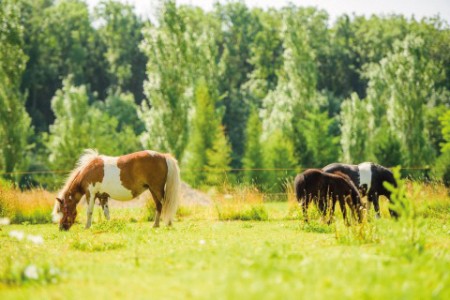 Pony's-rgb.jpg