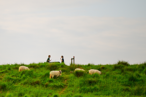 schapen.png