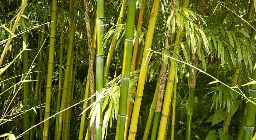 Netl bamboe