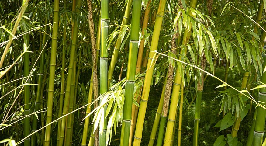 Netl bamboe