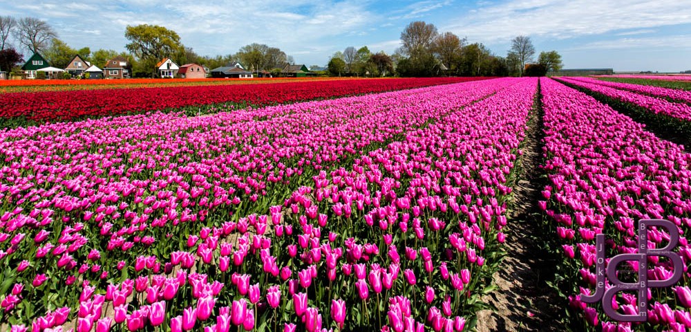 tulpenroute 3.jpeg