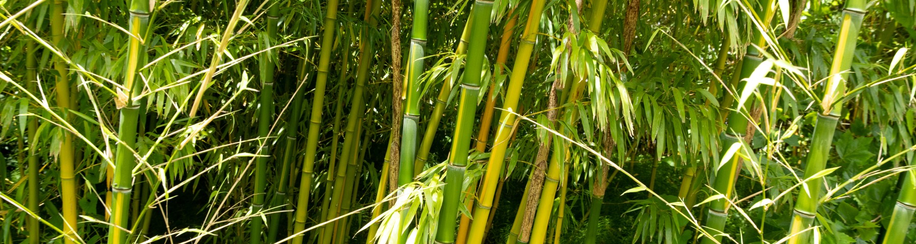 Bamboe tuin op Netl.nl_-9910.jpg