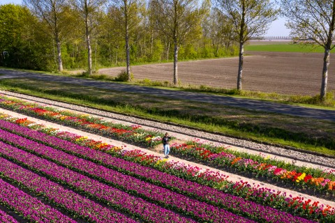 Tulpenroute_Netl-0976.jpg